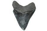 Fossil Megalodon Tooth - South Carolina #239819-1